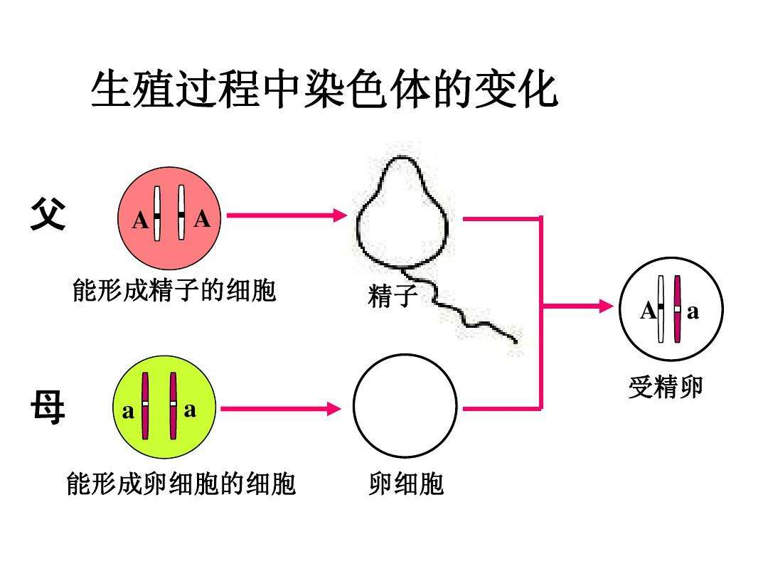 染色体缺失图解图片