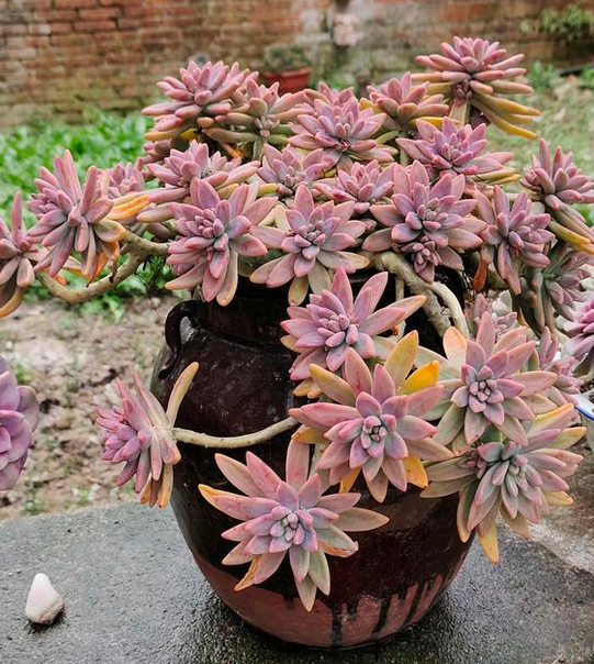 普货秋丽值得拥有不但上色快而且容易养成爆盆老桩状态