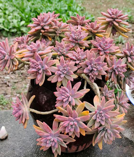 普货秋丽值得拥有不但上色快而且容易养成爆盆老桩状态