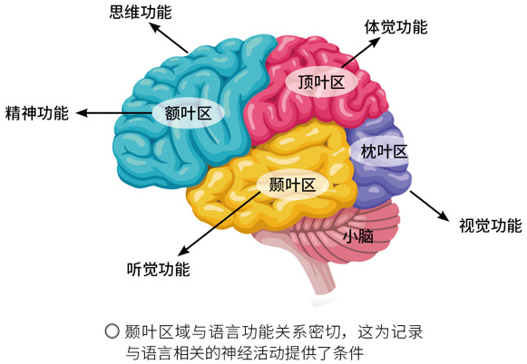 大脑的五个功能区域图图片