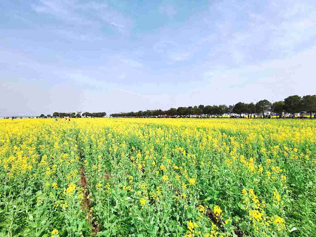 蔡甸区消泗乡油菜花图片