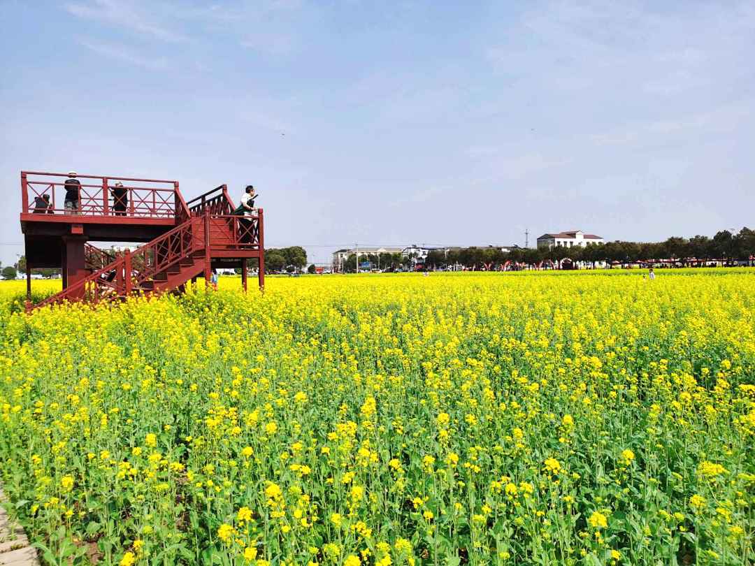 蔡甸区消泗乡油菜花图片