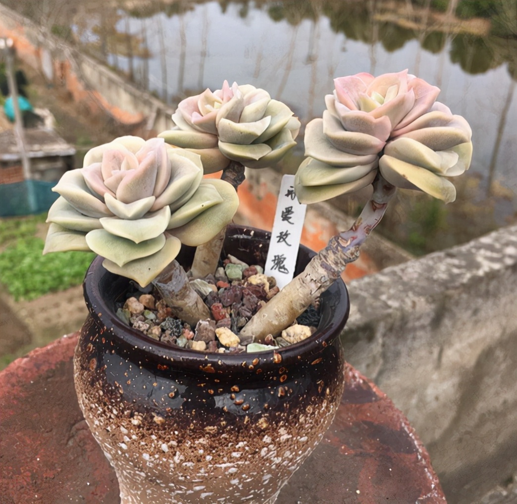 一株三头的可爱玫瑰经过3年的努力终于长成老桩颜色粉嫩