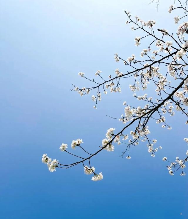 花明柳媚待君来