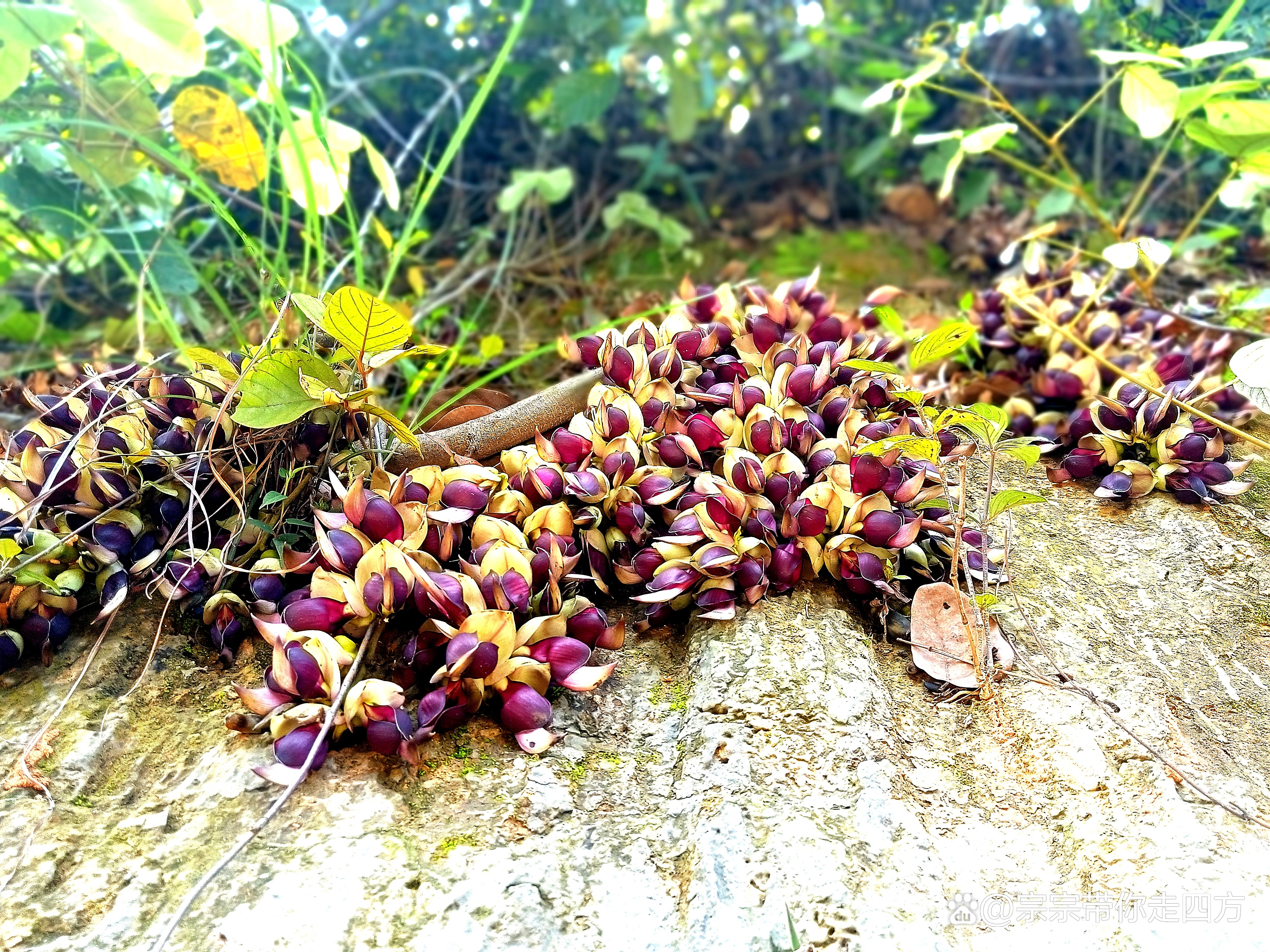 陽春三月廣西玉林市龜嶺谷花開踏青好去處