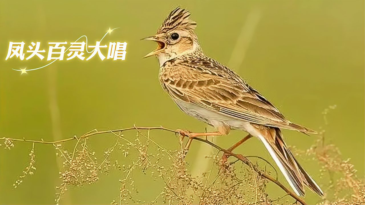 凤头百灵鸟儿抱翅扇唱燕鸣雀叫花口多样叫口连连婉转流畅