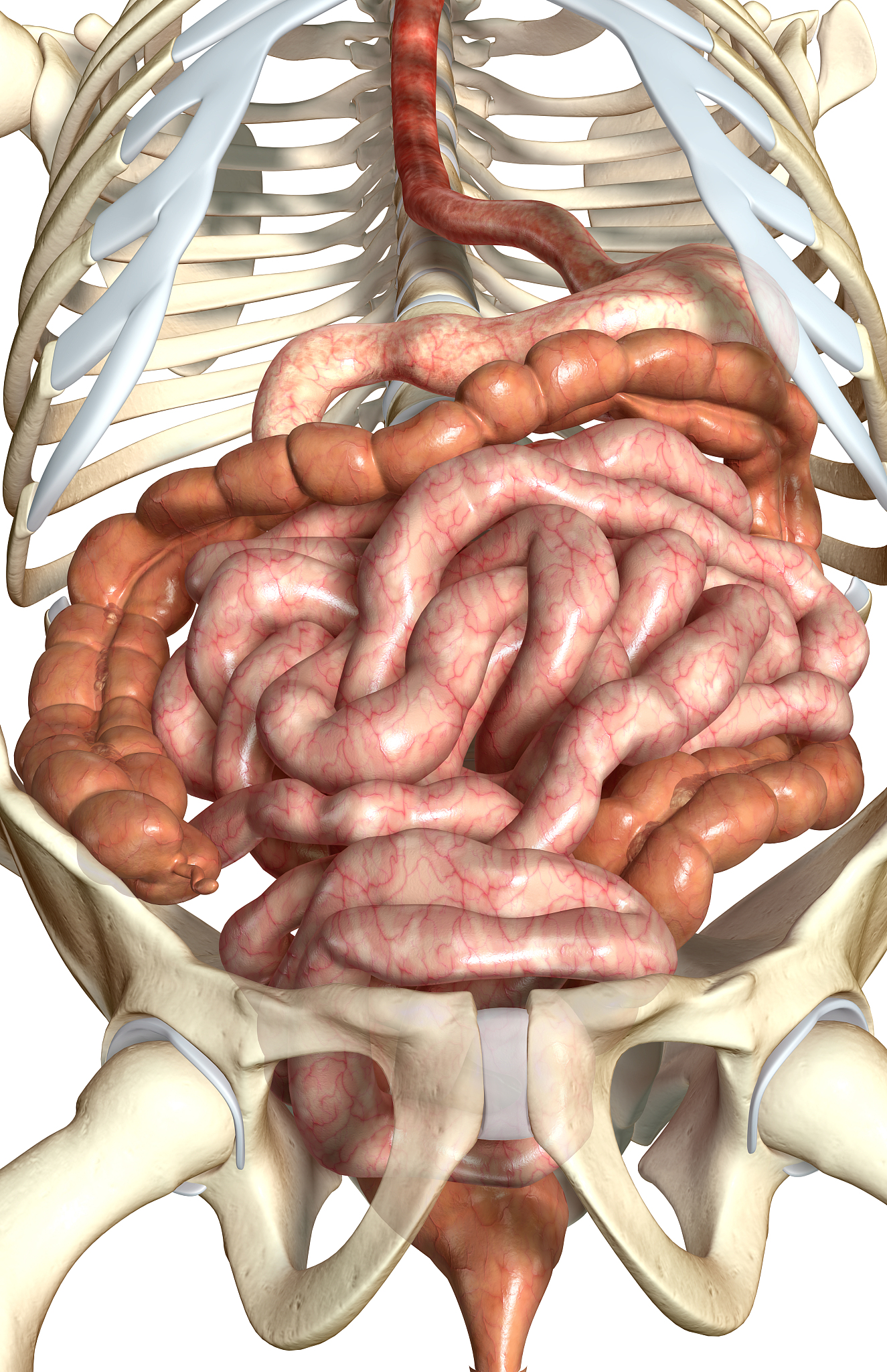 肠道一个被人类低估了的超级器官