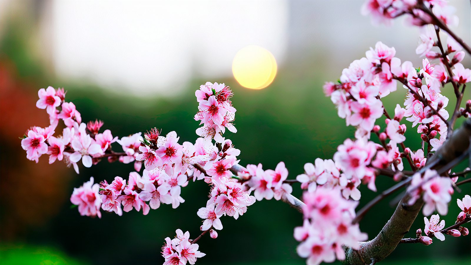 人面桃花相映紅桃花依舊笑春風