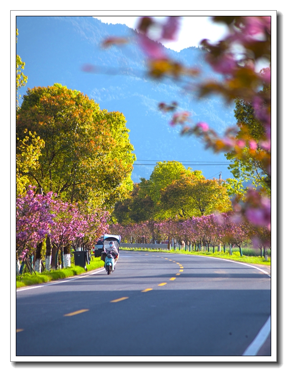 铅山有个樱花大道一路繁花似锦你可知否