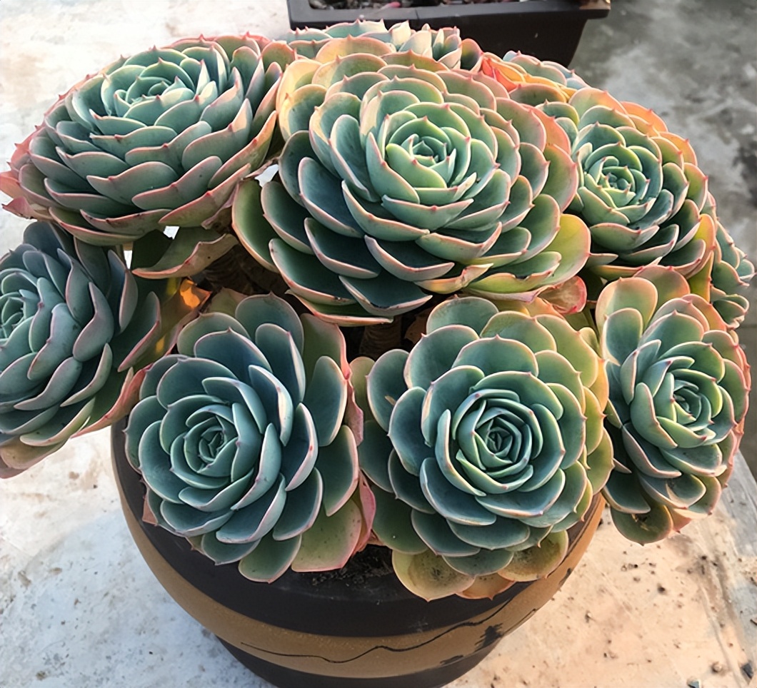 玉蝶可以这么美不要再说玉蝶养不好5点做好一样出状态