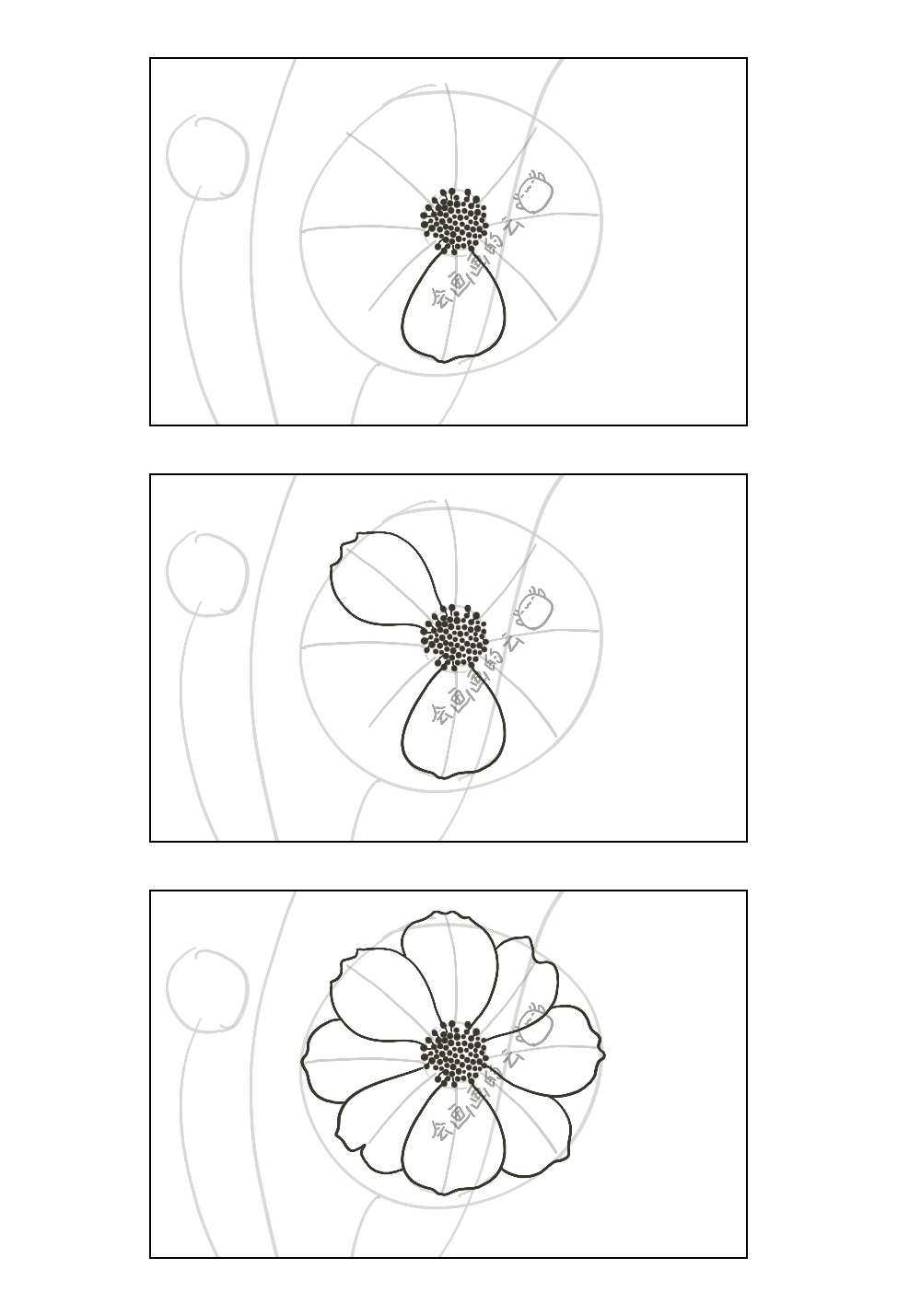 零基础线描教程详细步骤图教你画两朵格桑花