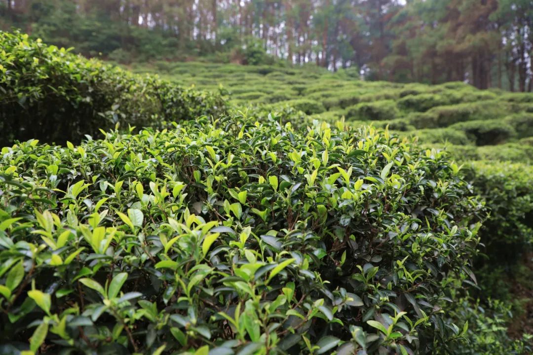 覃塘毛尖春茶上市了