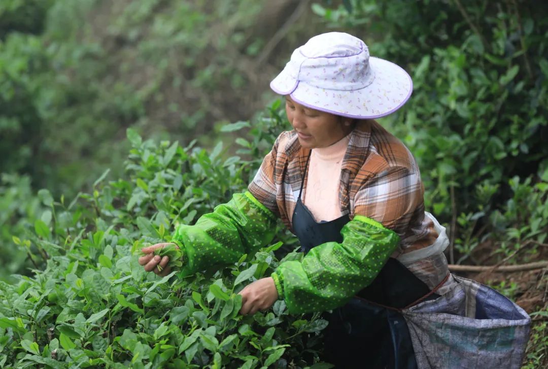 覃塘毛尖春茶上市了