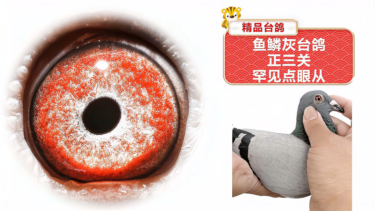 赛鸽欣赏鱼鳞灰台鸽正三关