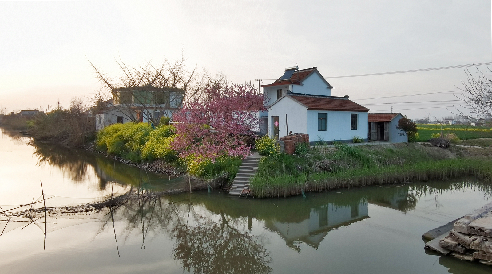 江苏海安市墩头镇大杨村随访黑天鹅