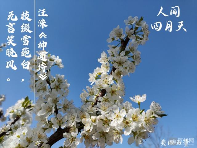 感受最美人间四月天让我们一起在诗词中四月启程一路微风向暖