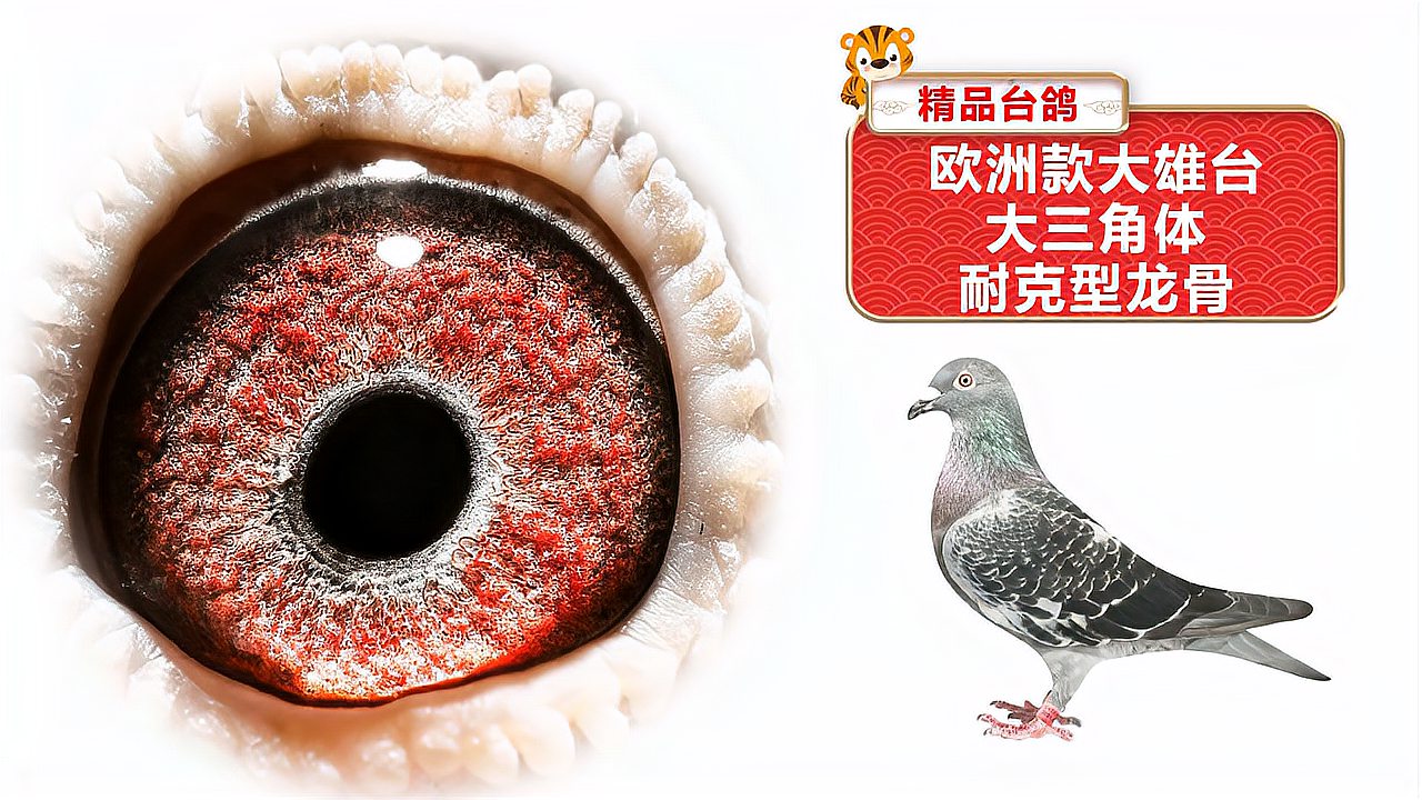 赛鸽欣赏欧洲款大雄台大三角体