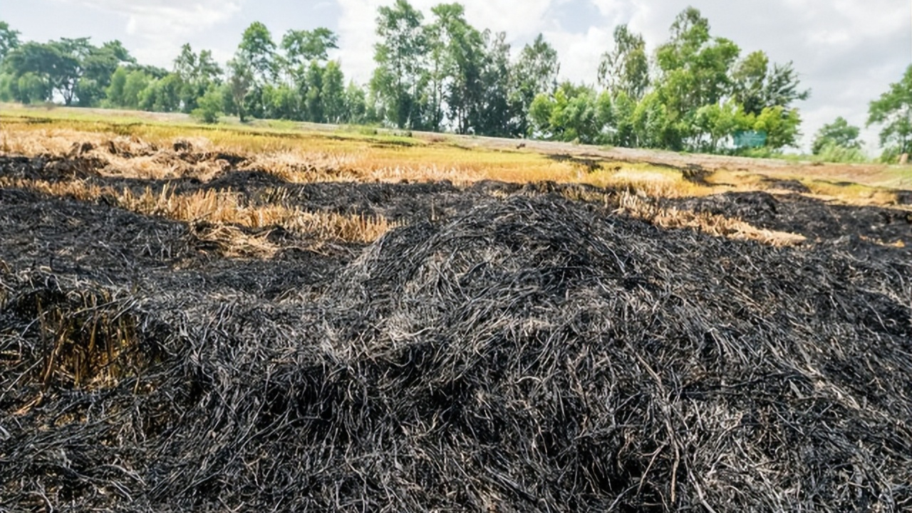钾又称为碳酸钾,农作物秸秆和杂草等原本含有的矿物质,被焚烧后就生成