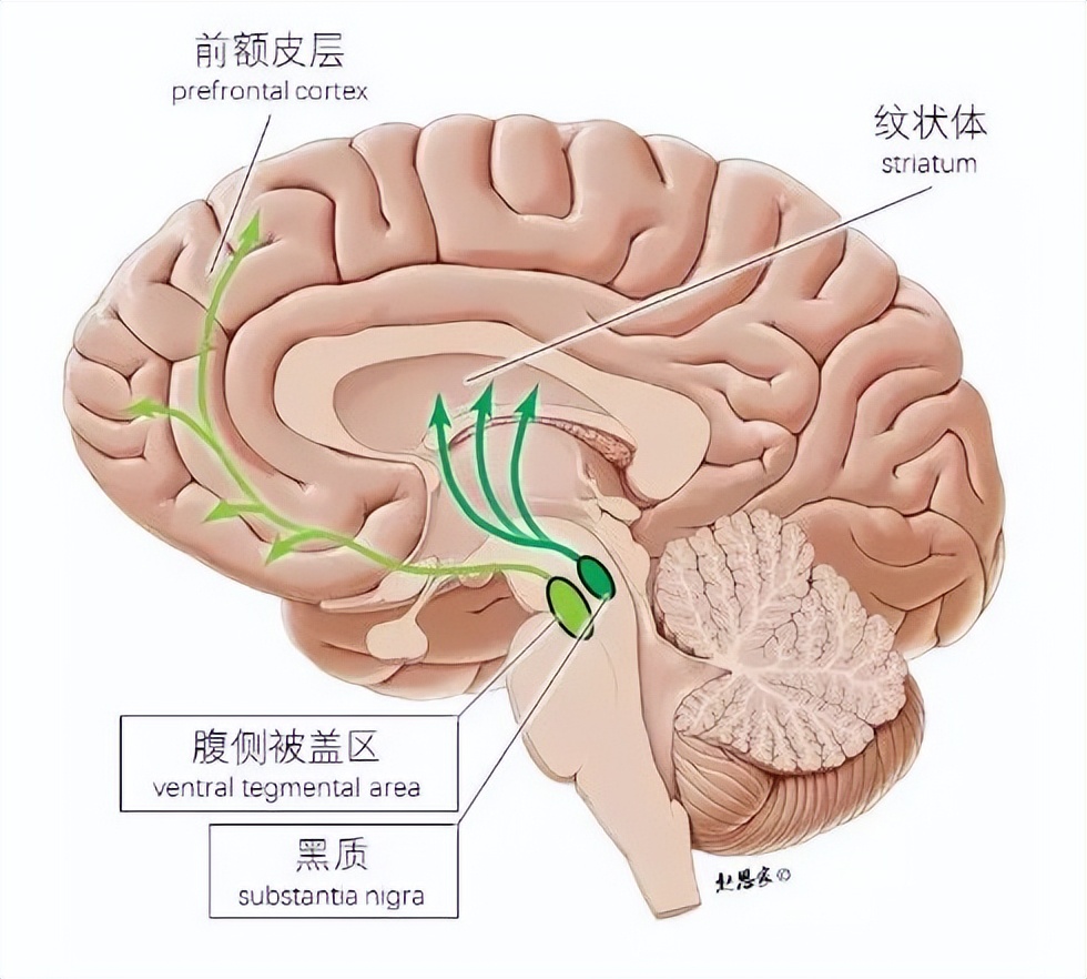 都说运动产生多巴胺但为什么我跑步这么痛苦