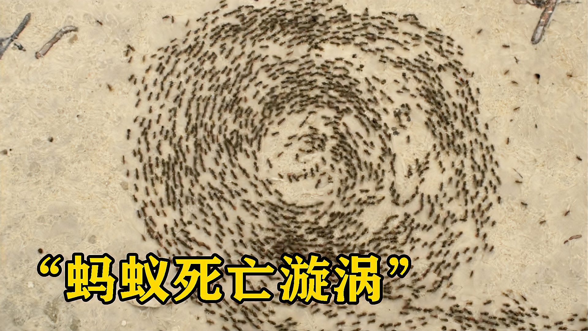 诡异的蚂蚁漩涡蚁群持续旋转直到力竭而死这是怎么回事
