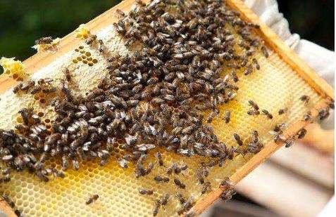 中蜂烂子病的症状特点诱因以及防治的几种方法