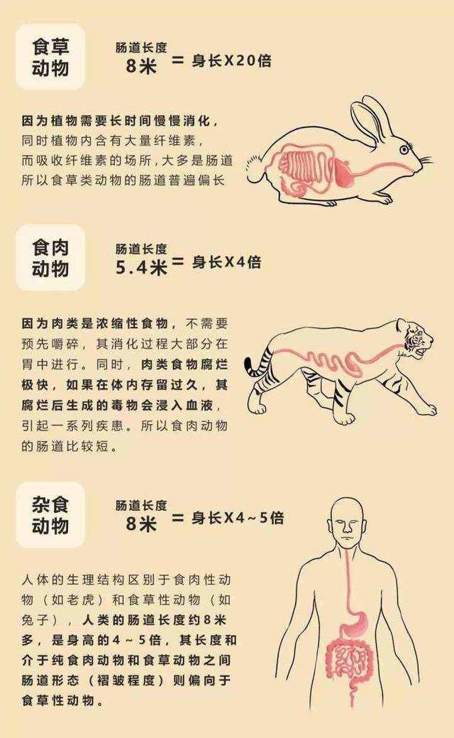 羊要成精模仿人直立行走把鸡带小黑屋生吃活鸡网友太诡异