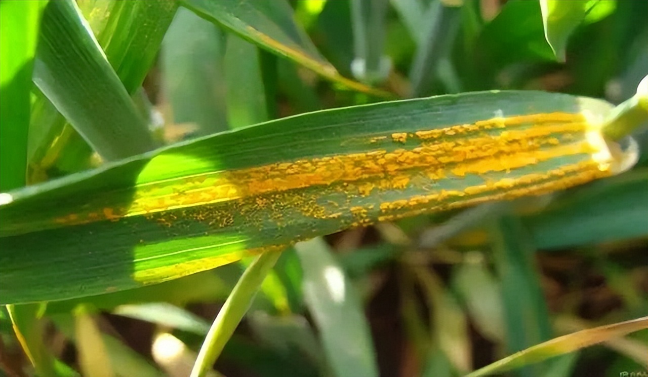 警惕小麦赤霉病纹枯病茎基腐病将偏重发生