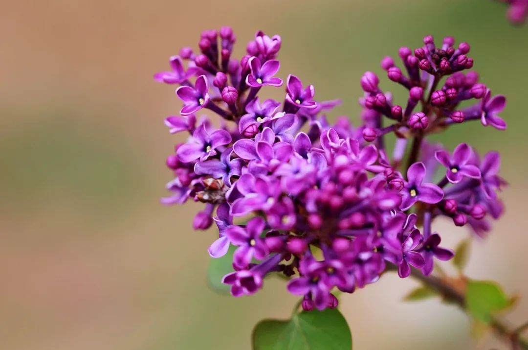 紫色王子海棠图片