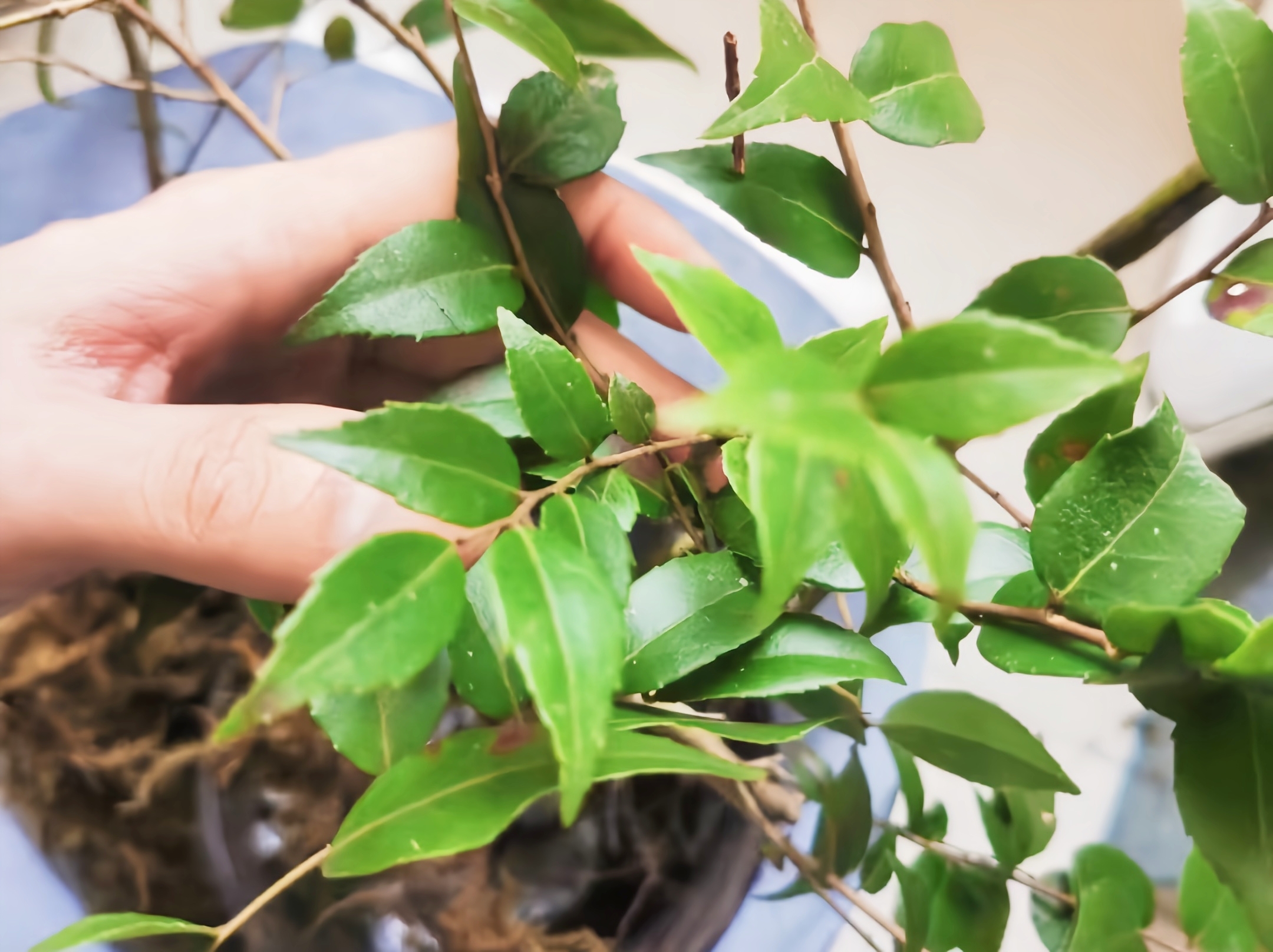 其实乌饭树也叫南烛,在我国大部分地区都有这种树木,人们不但会在谷雨