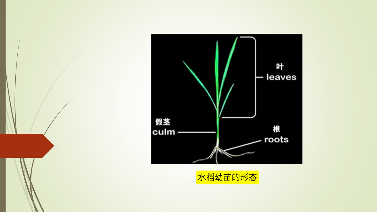 水稻的幼苗比较特殊,严格来说,它只有根和叶两个部分,中间有一段是假