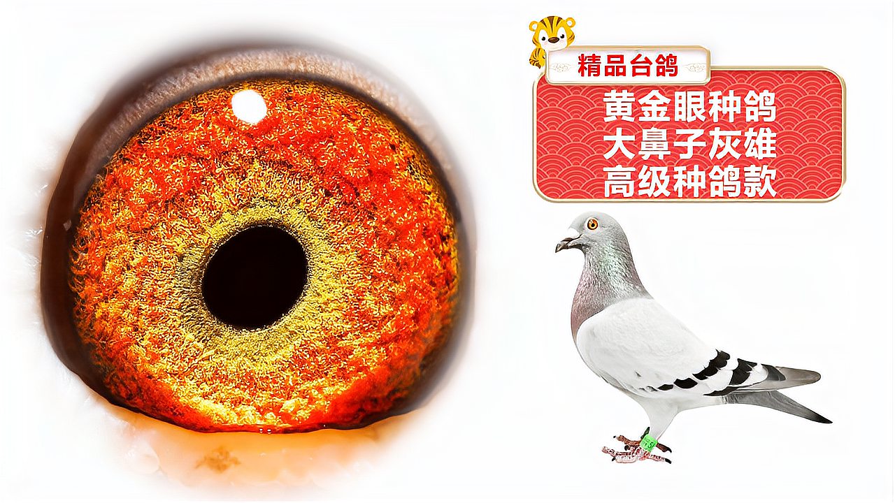 赛鸽欣赏黄金眼种鸽大鼻子灰雄