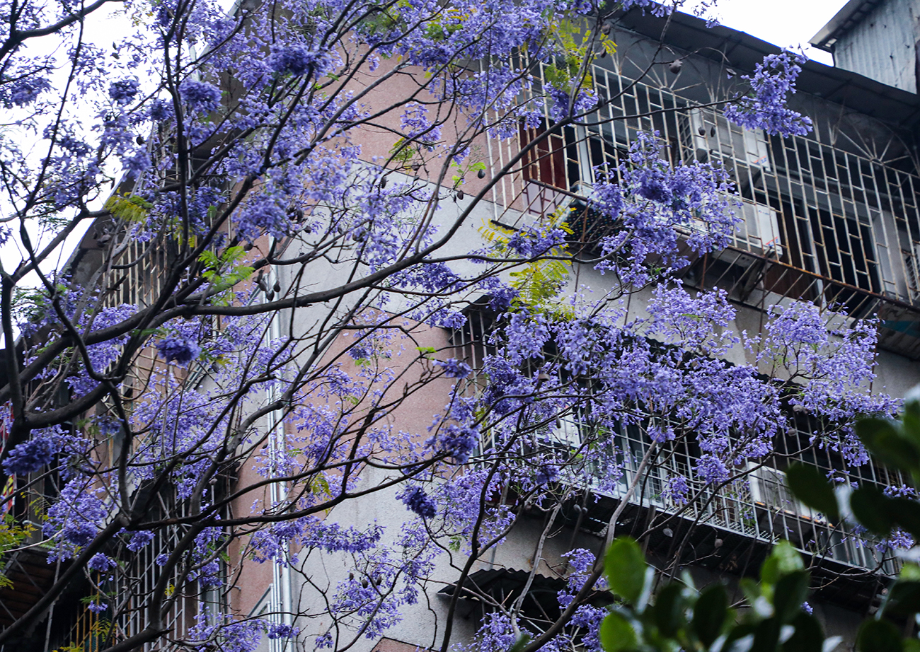 广州蓝花楹开花繁盛四年来最美艳