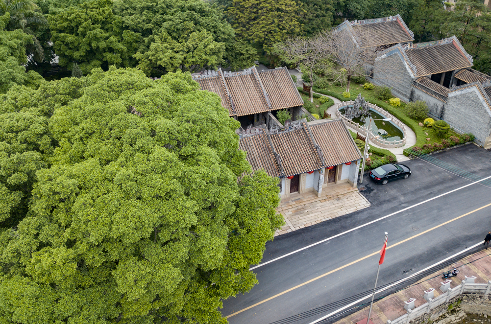 广州古树名木古建筑图片