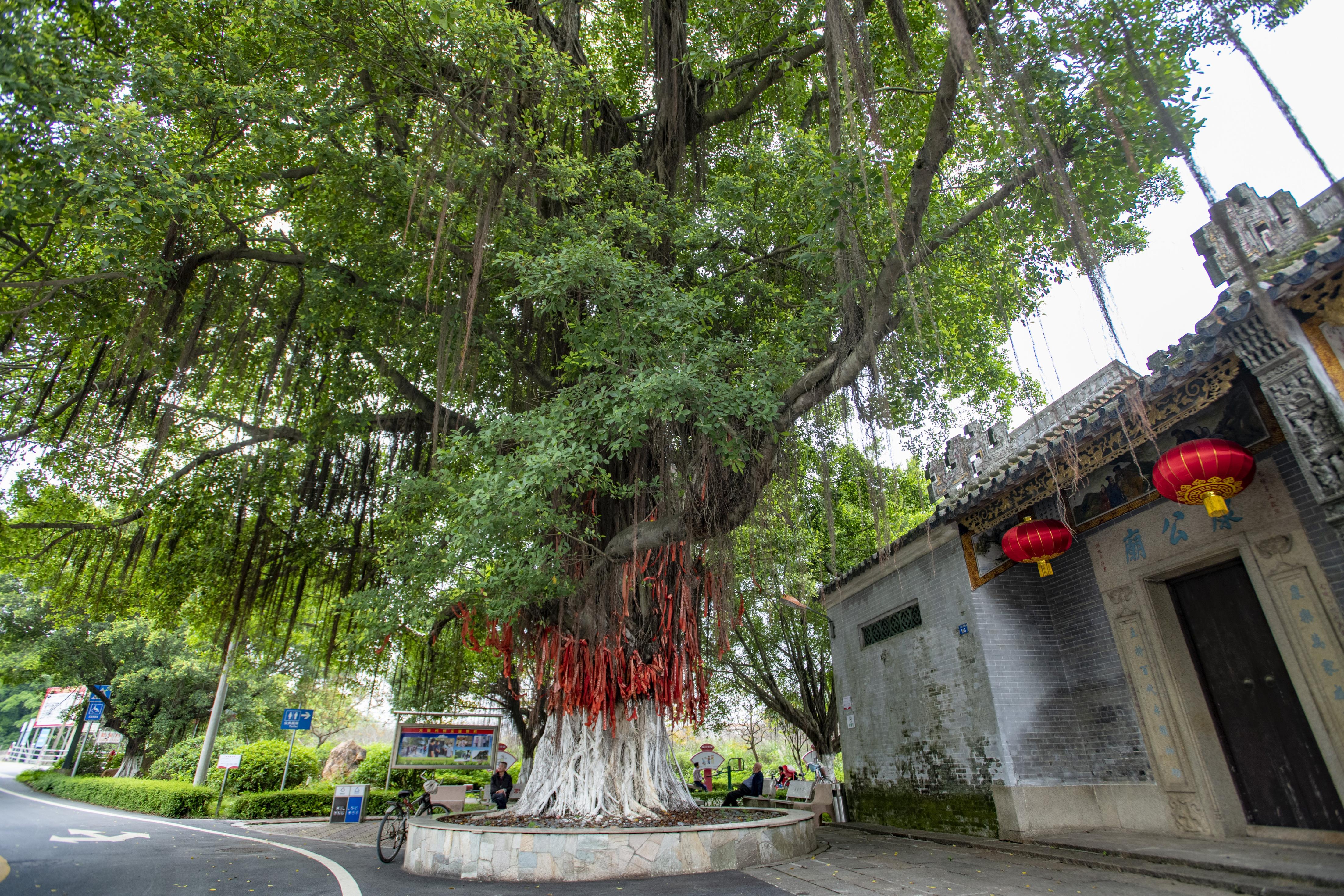 树说广州村前古榕遮风雨