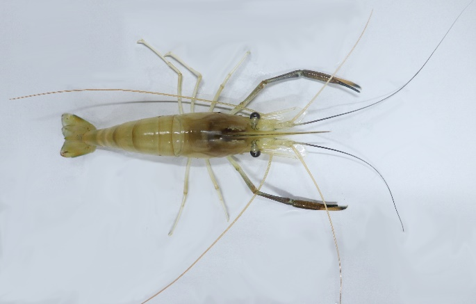 罗氏沼虾常见病害及防控技术