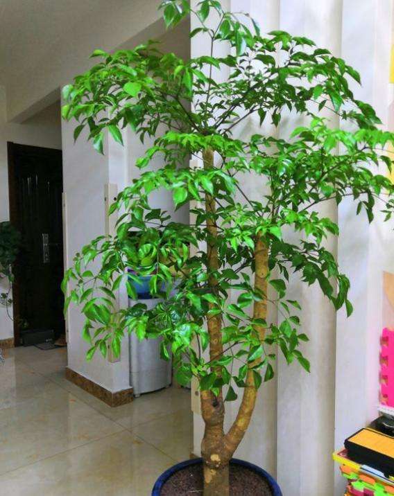 养什么花好推荐6种木本植物养护简单年年升值喜欢吗