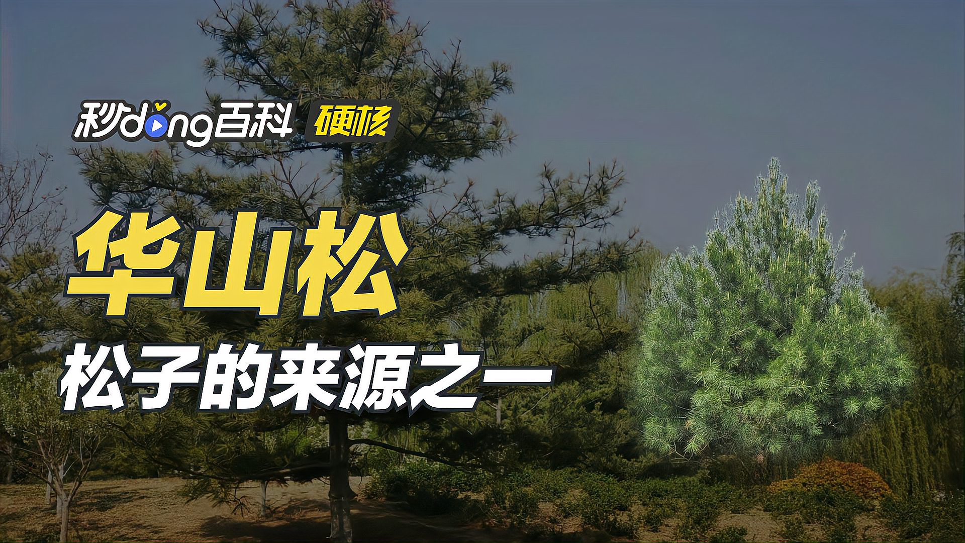 华山松松子的来源之一