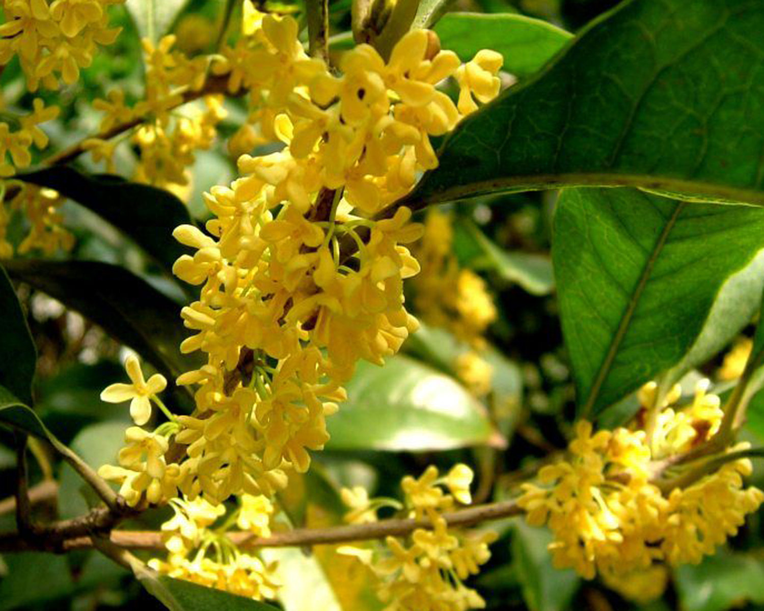 四季桂花开花香好处真不少养好桂花有绝招学习一下