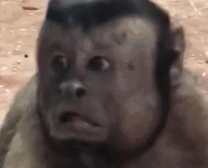方脸大猩猩表情包图片