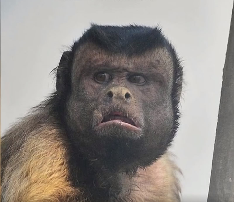 浙江国字脸猴子走红已学会使用工具未来会进化成人类吗
