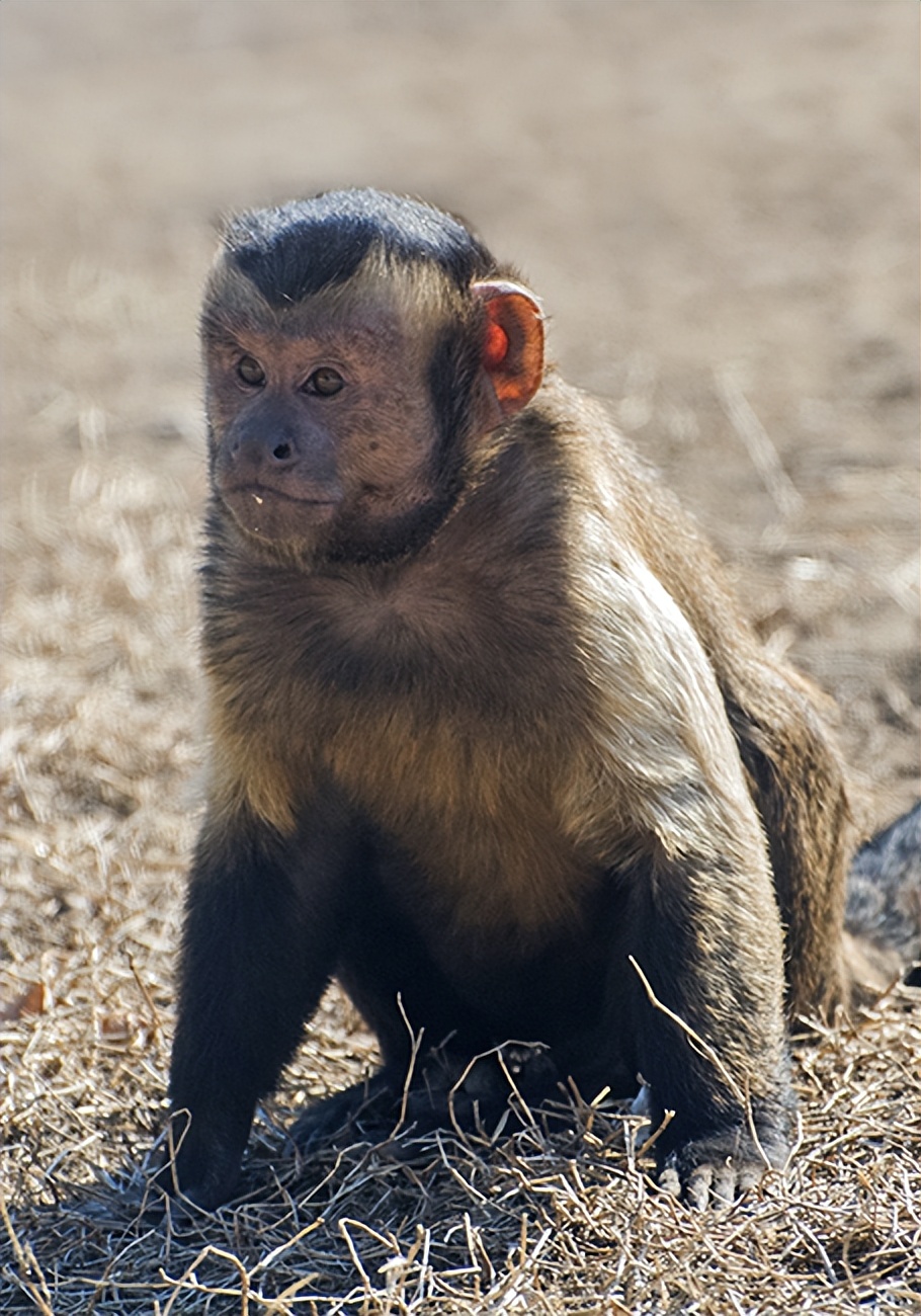 浙江国字脸猴子走红已学会使用工具未来会进化成人类吗