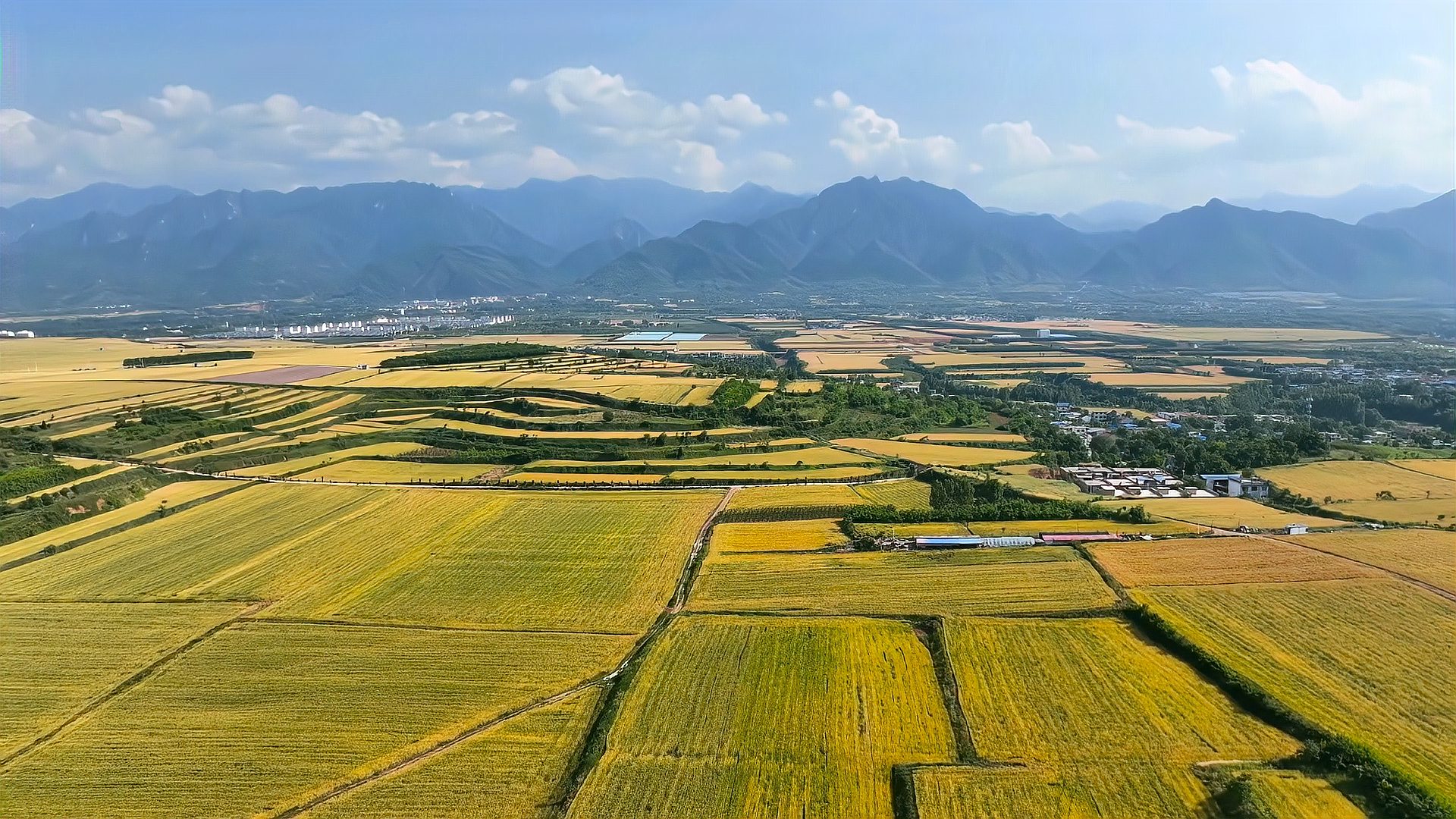 万亩粮田由绿变黄神禾原麦浪犹如画卷