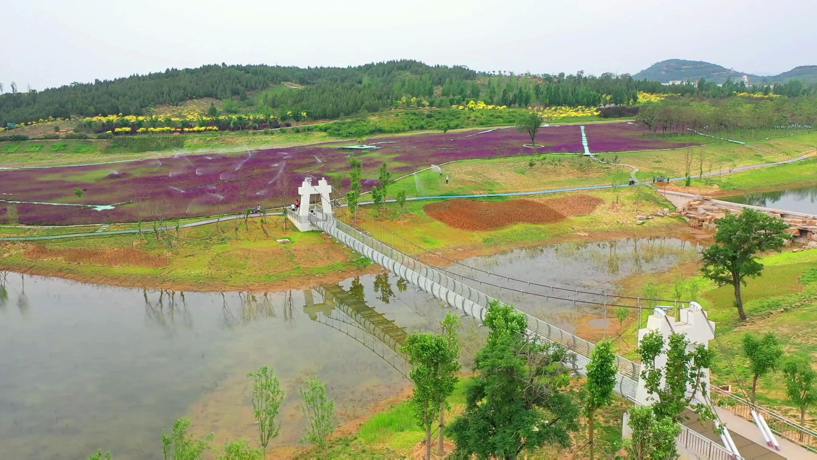 微视频丨邯郸市丛台区紫色花海大磨山56亩鼠尾草盛开