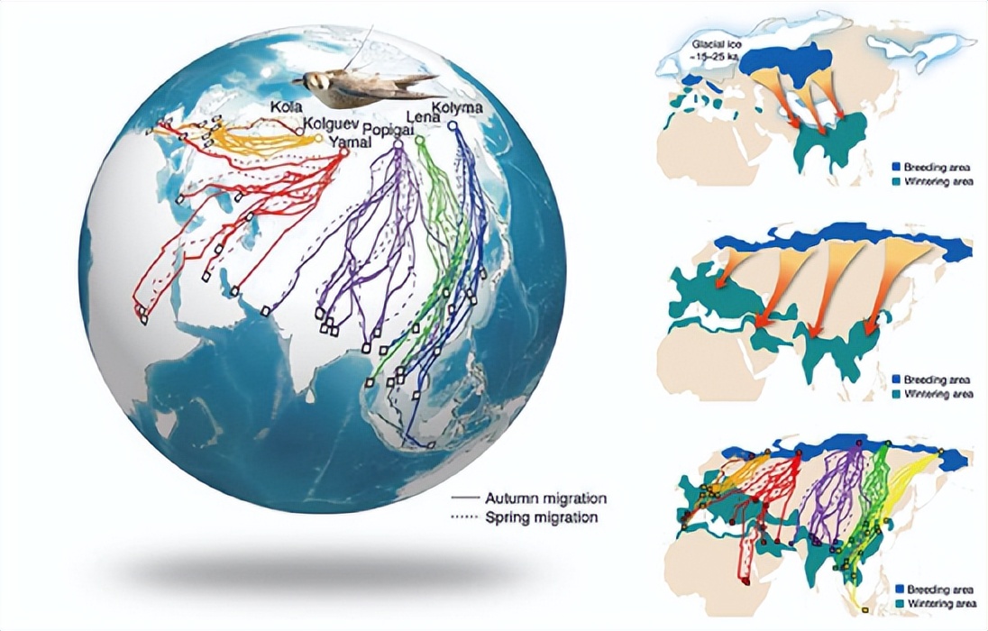 候鸟迁徙路线全球图片