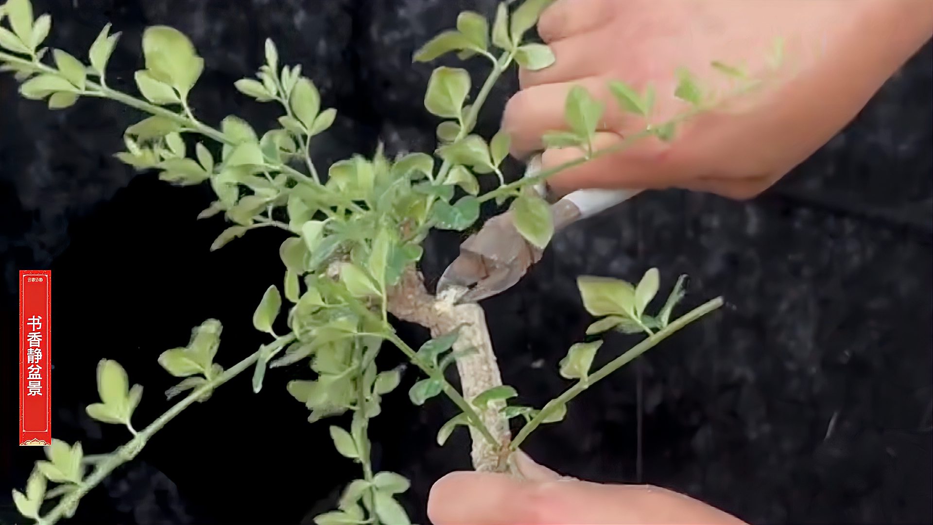 杂乱的迎春花怎样快速有效剪枝定型