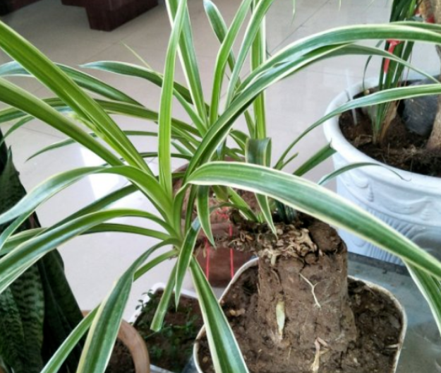 花友木叔叔花了3年将吊兰养成老桩晒图后遭质疑假的