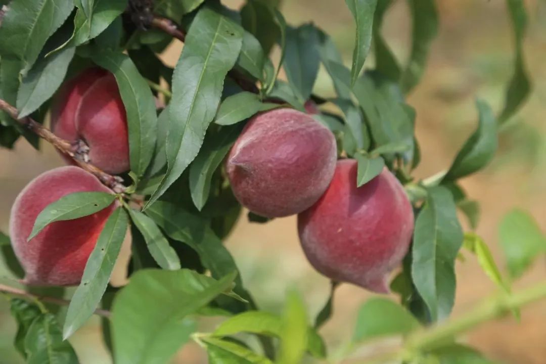 走进施甸县姚关镇水平小组的半山,漫山桃子红得灿烂,如挂在云端的一个