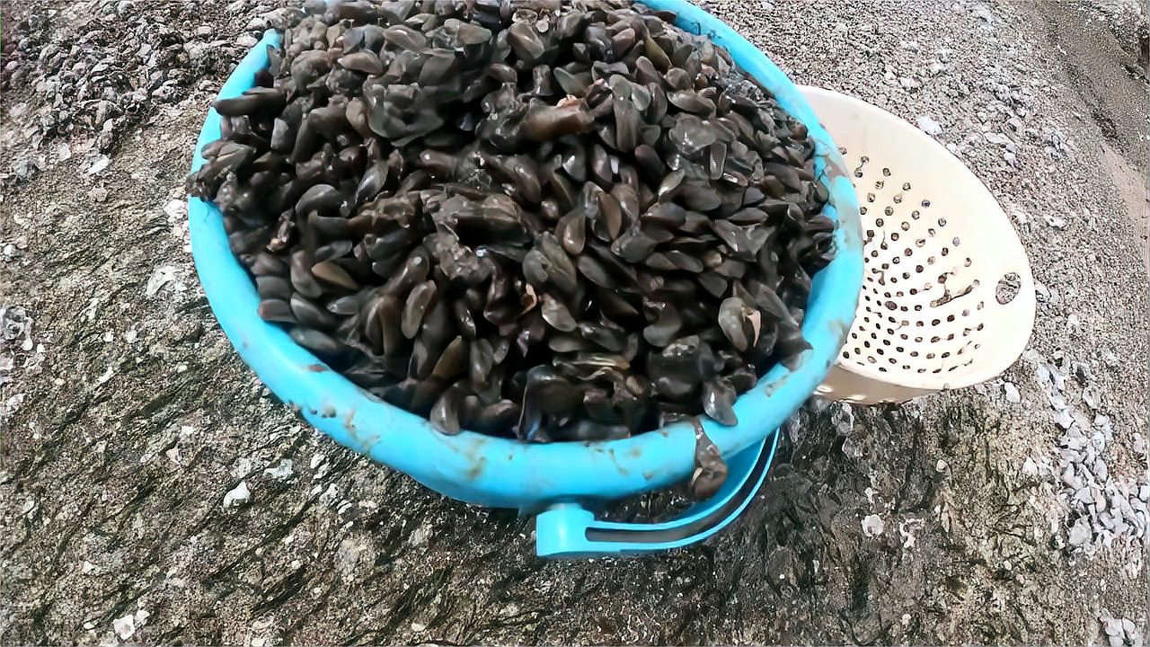 海瓜子长满无人岛密密麻麻上万只聚集二哥爆桶三十斤只要一会