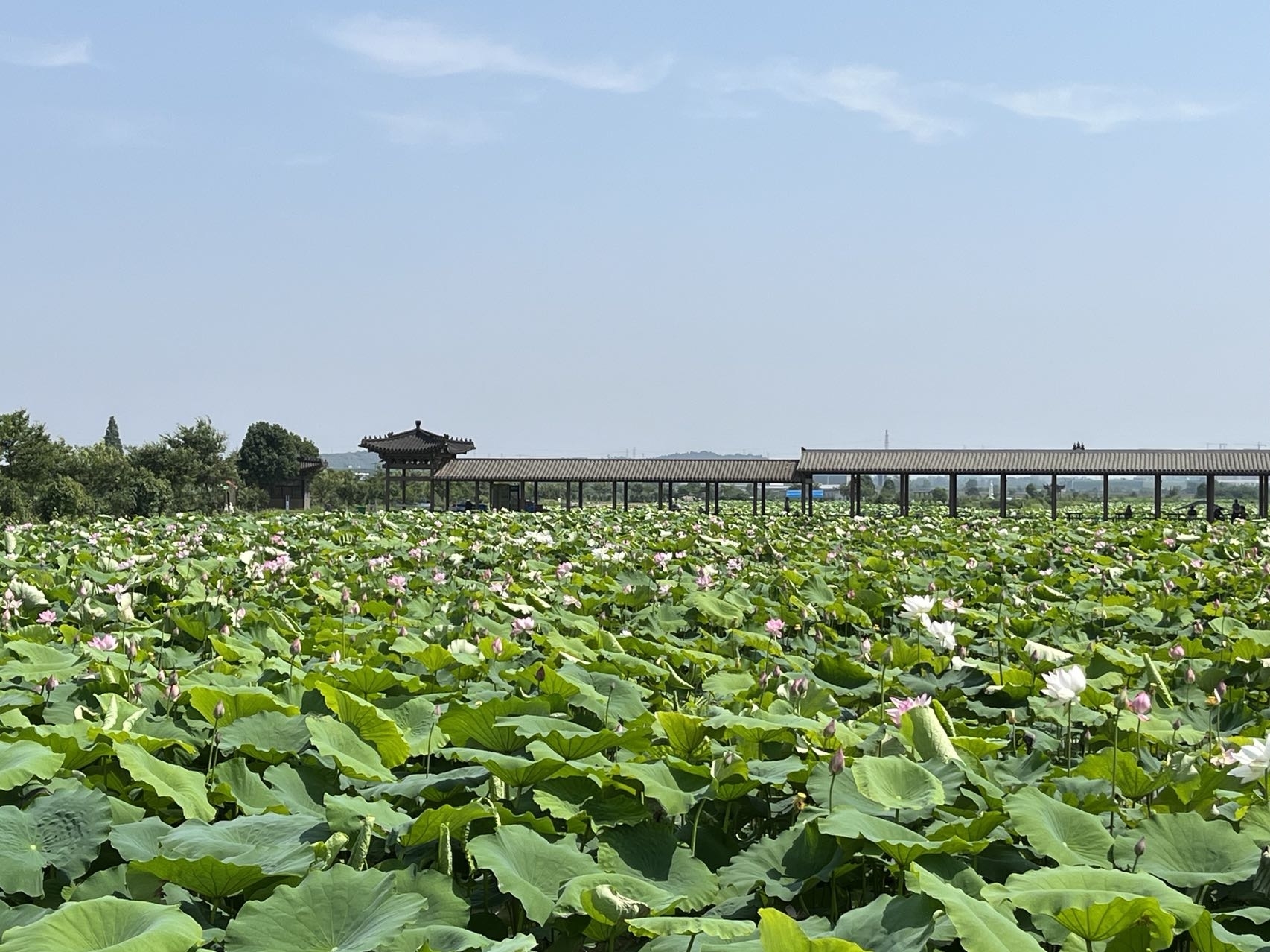 南京溧水|记者见闻:夏日赏荷正当时_人民号