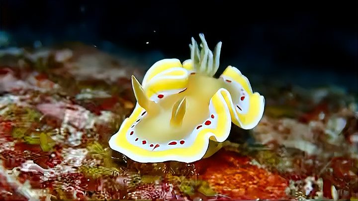 日本摄影师镜头下神奇的海底生物